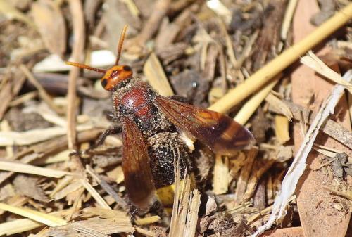 Scolia erythrocephala